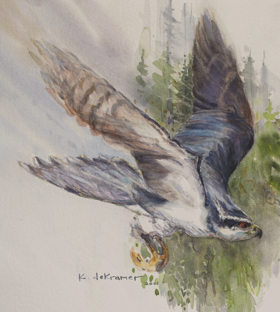 Northern Goshawk Northern Goshawk
