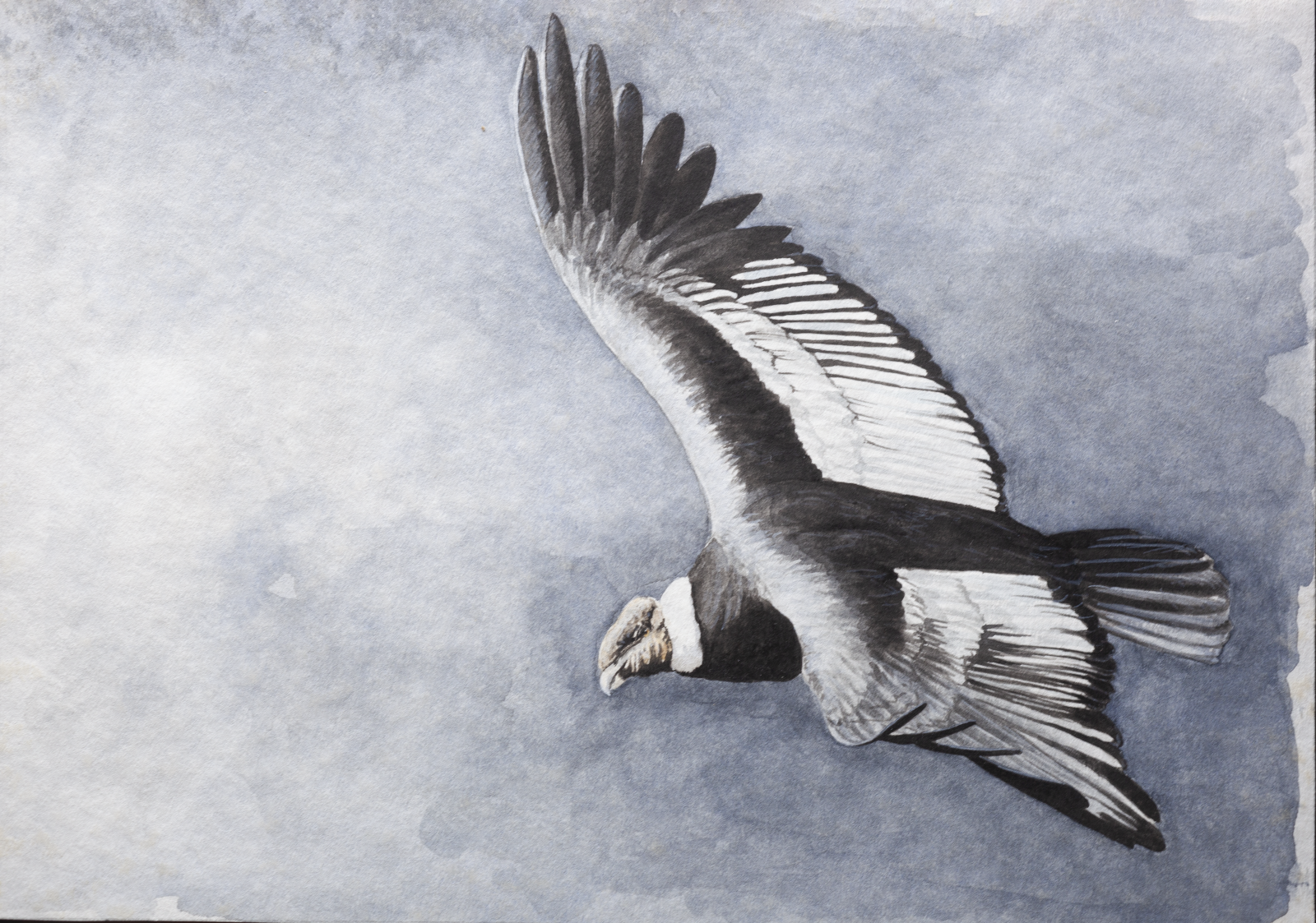 Andean Condor Andean Condor