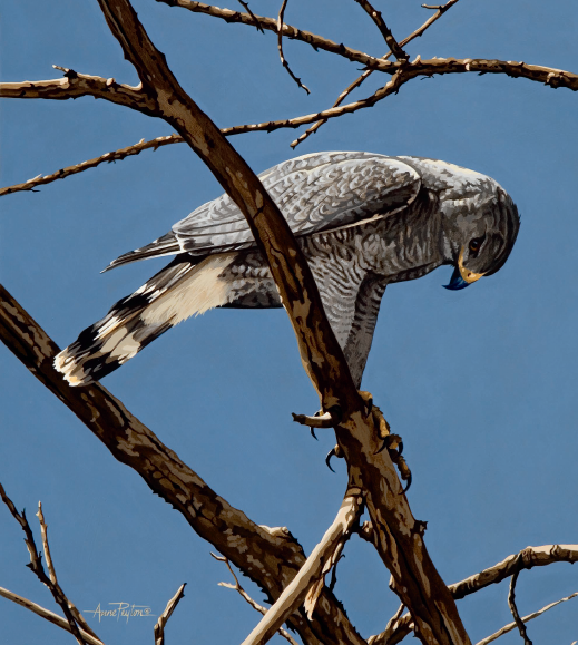 Gray hawk Gray hawk
