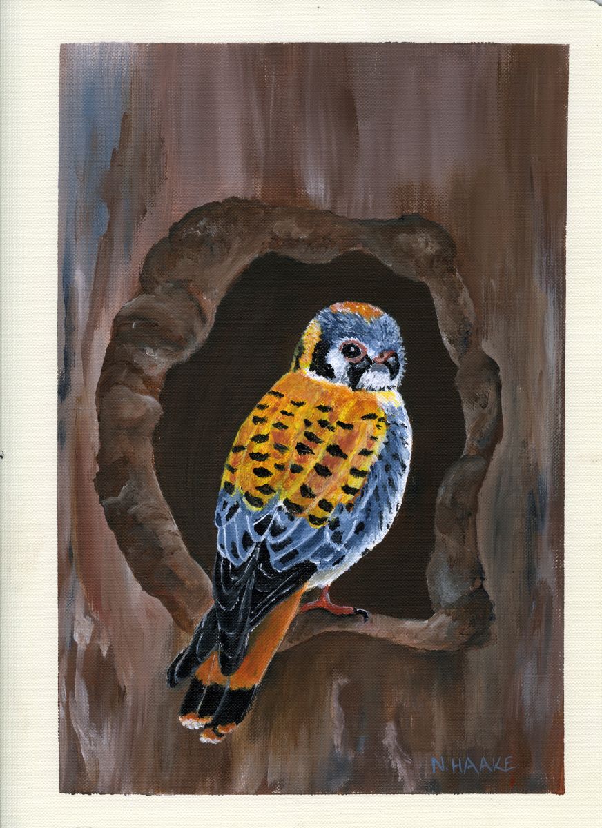 American Kestrel American Kestrel