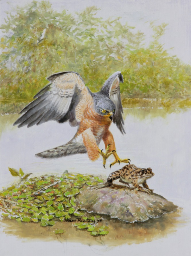 Chinese Sparrowhawk Chinese Sparrowhawk