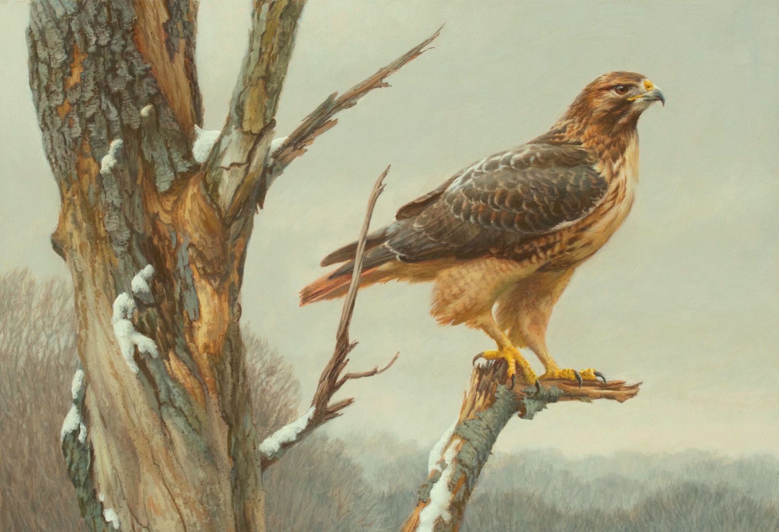 Red-tailed Hawk Red-tailed Hawk