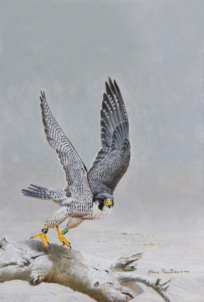Peregrine Falcon Peregrine Falcon