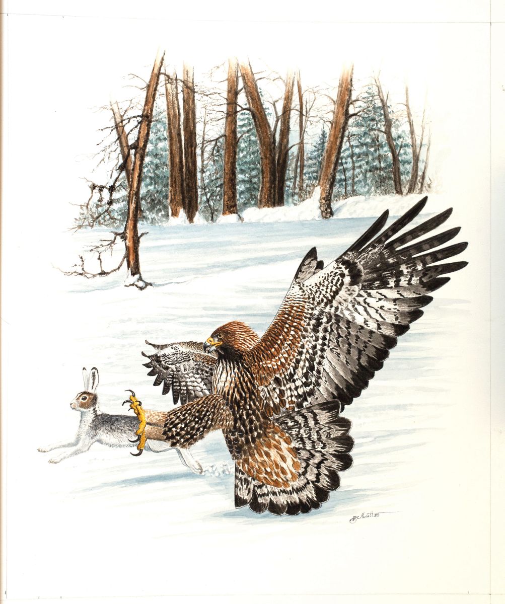 Golden Eagle Golden Eagle