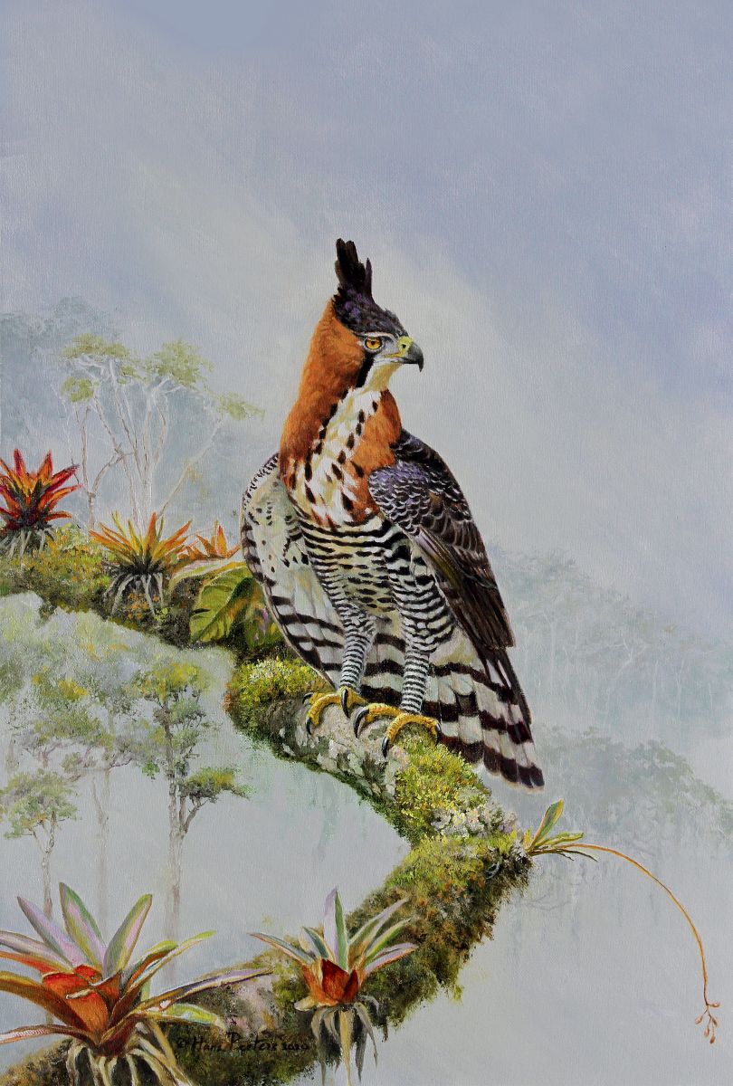 Ornate Hawk-Eagle Ornate Hawk-Eagle
