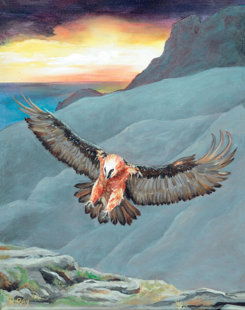 Adult Bearded Vulture Adult Bearded Vulture